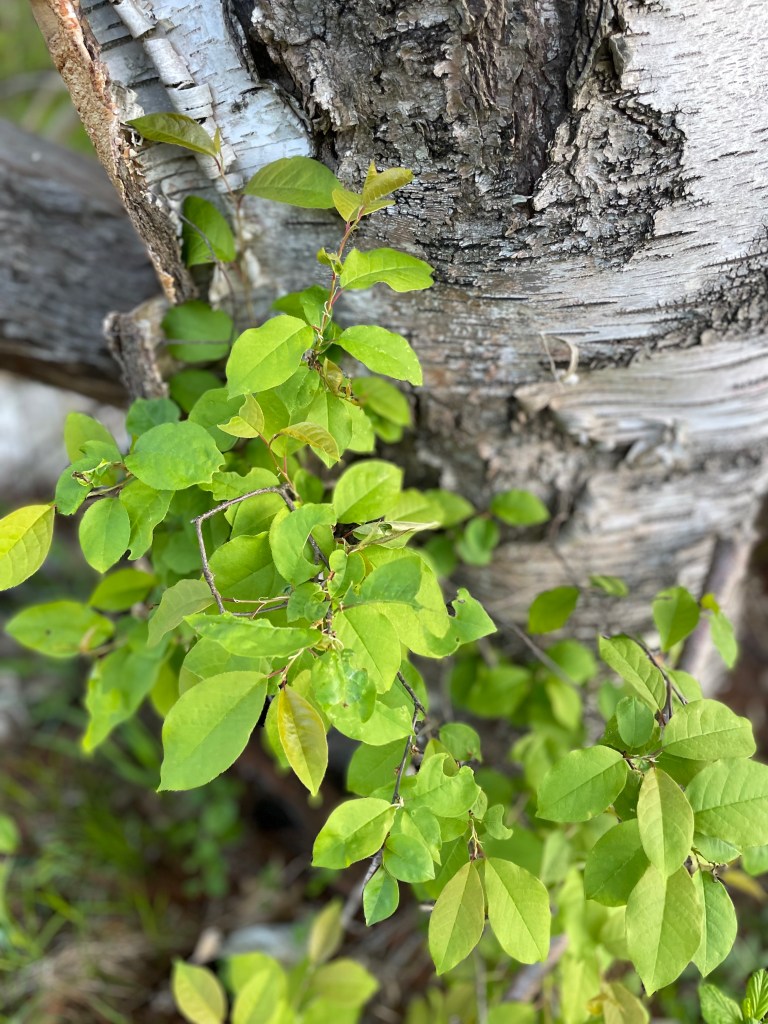 new leafy growth on a birch tree stump