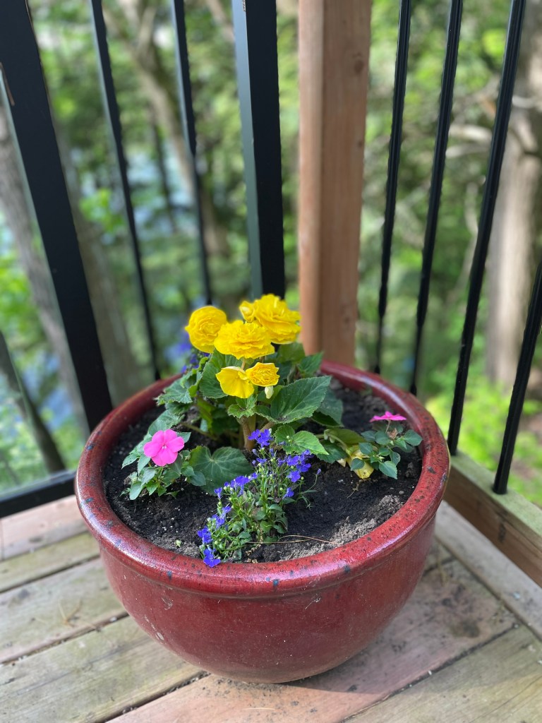 begonias lobelia and impatiens in a pot