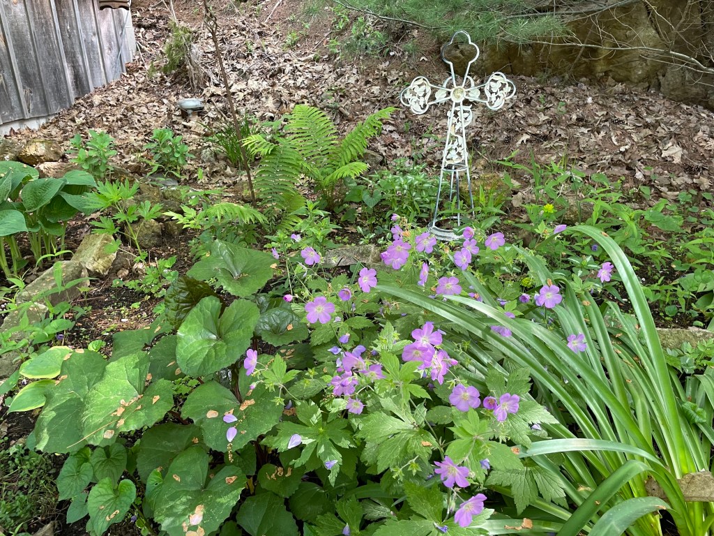 Ferns, hostas and geraniums