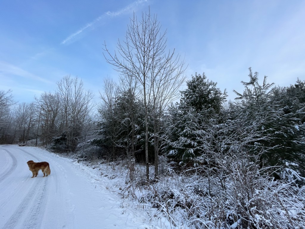 Dog on a snowy lane