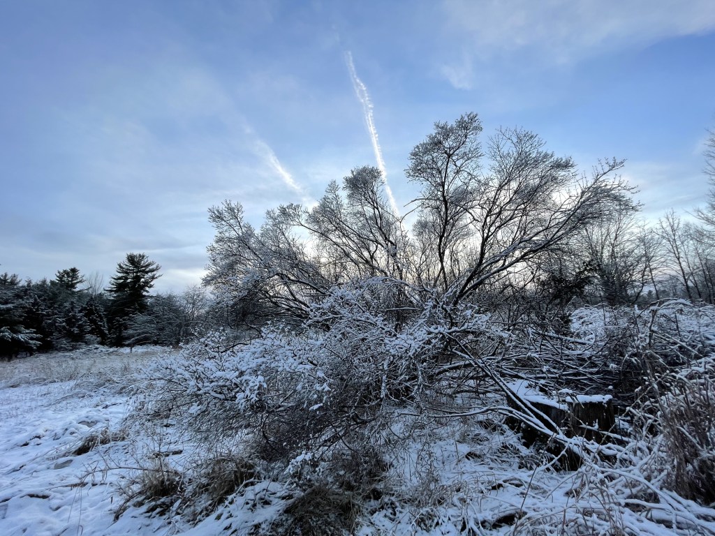 tree with snow and blue sky