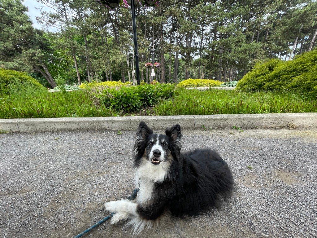 dog in park