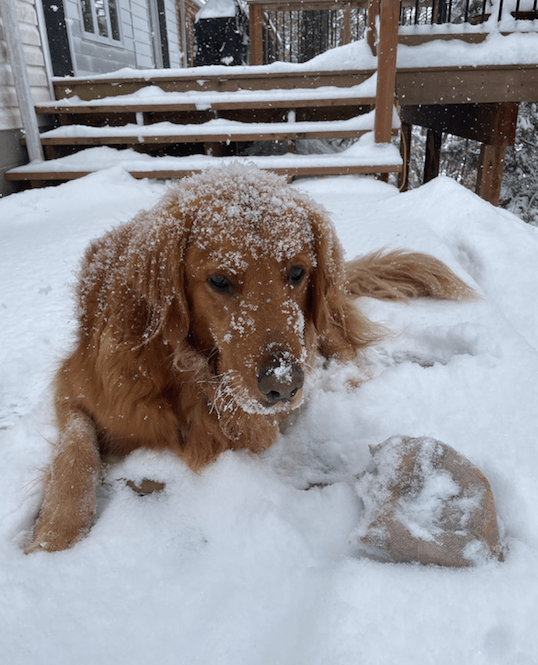 Dog covered in snow