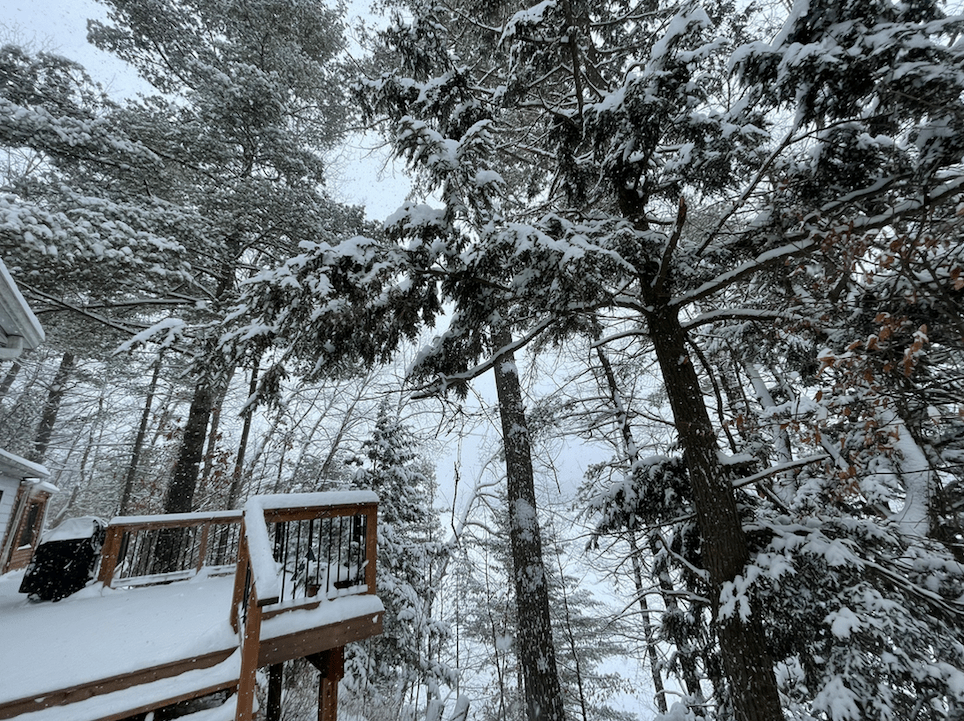 Snow-laden trees beside a lake