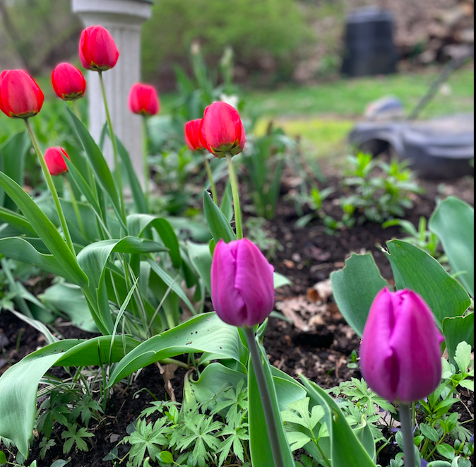 Tulips in the garden