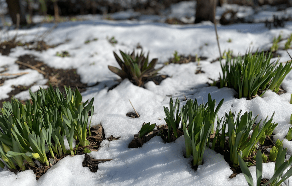 spring shoots popping out of the snow in a garden