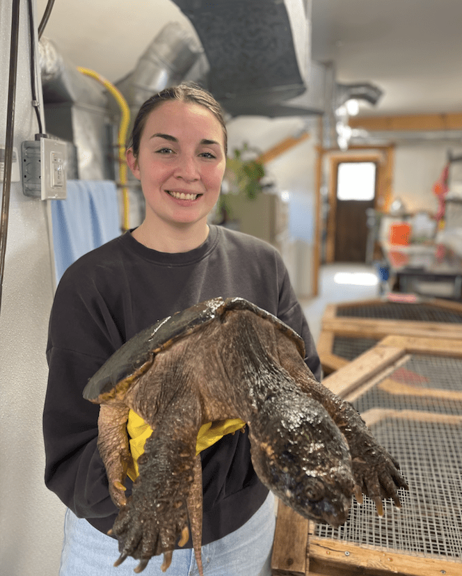 Girl holding a snapping turtle