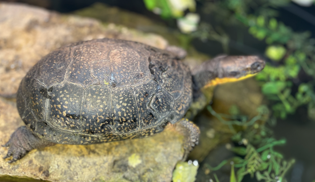 Blandings turtle