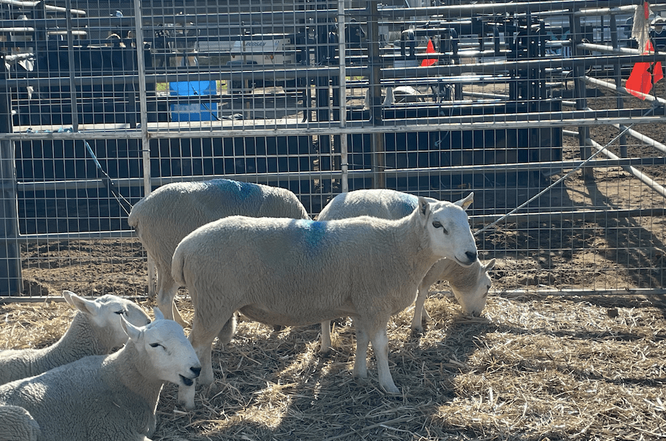 Sheep in a pen