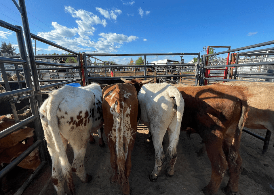 Cattle in a pen