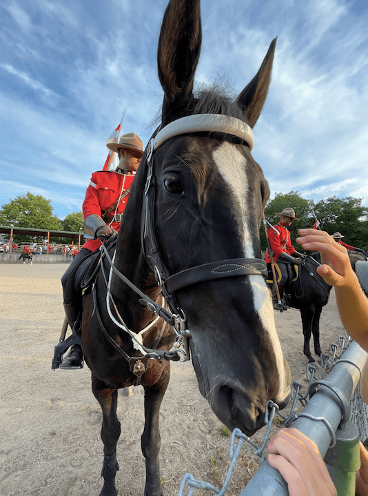 Petting a horse after the RCMP musical ride