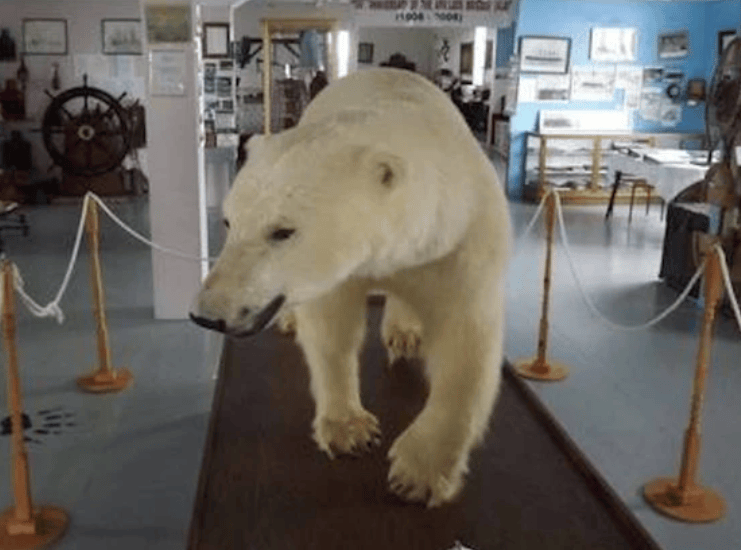 Polar bear in the Durrell Museum in Twillingate