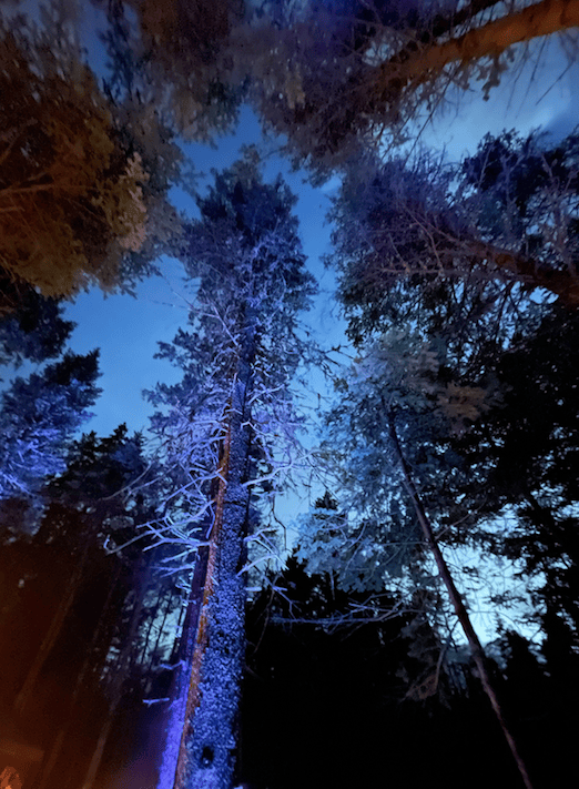 Blue forest canopy lit up at night