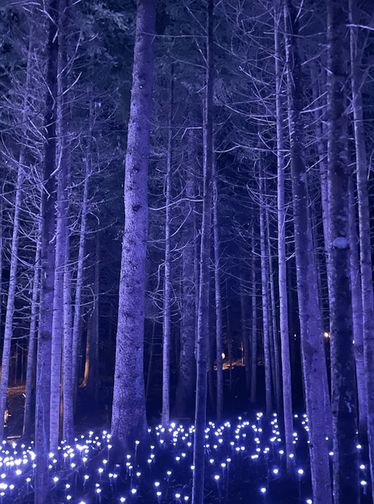 Trees with blue floodlights on them