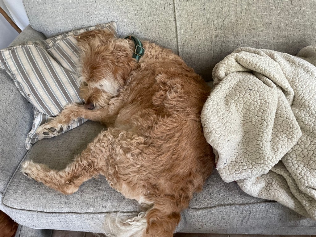 Dog sleeping on a couch